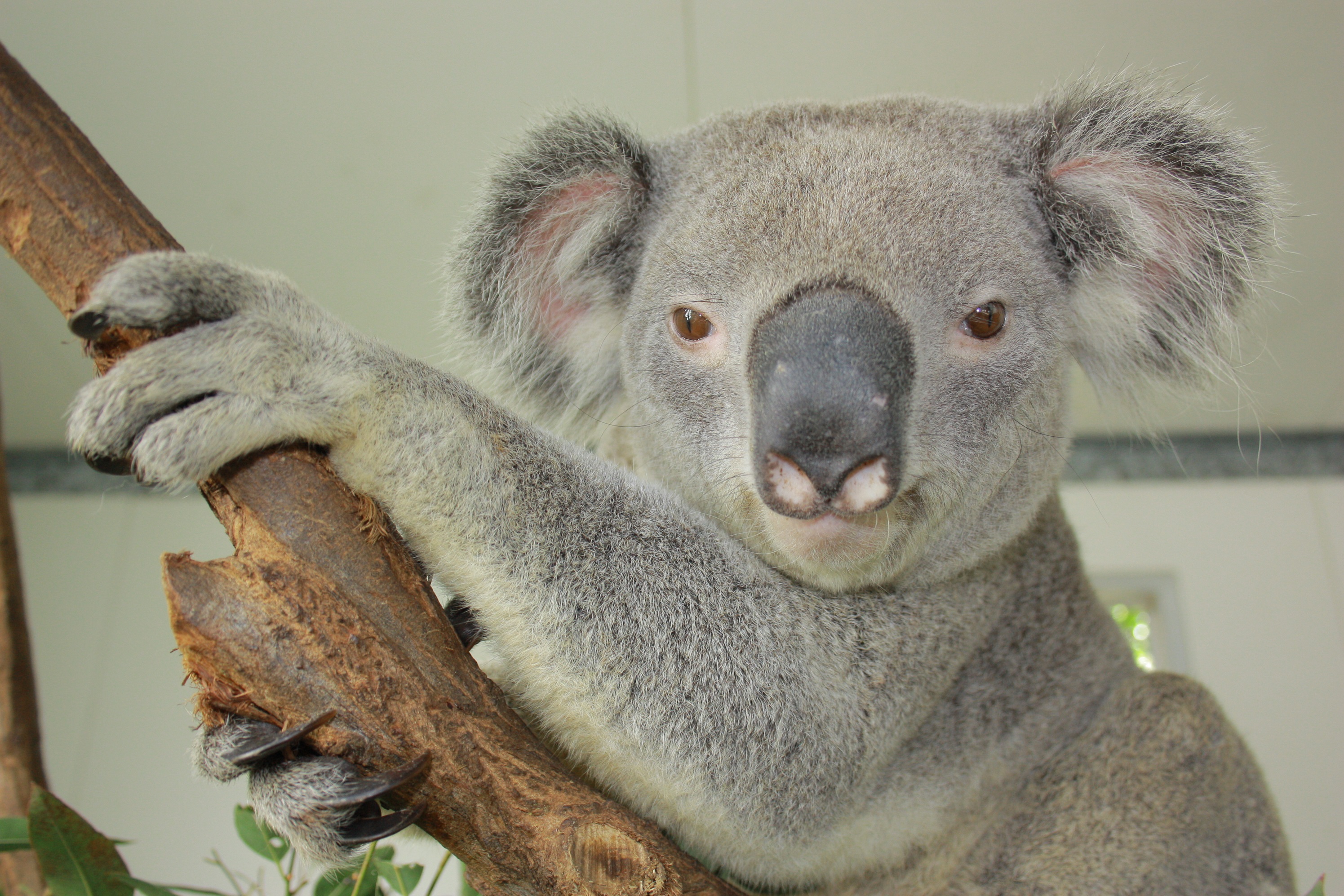 お知らせ | 公益財団法人 鹿児島市公園公社